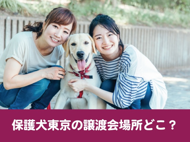 保護犬譲渡会で東京の場所どこ 引き取りや里親の条件は厳しいのか調べてみた 今週のペルル店長