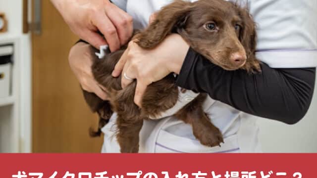 犬マイクロチップで検索やgps追跡できる 迷子の居場所や探し方紹介 今週のペルル店長