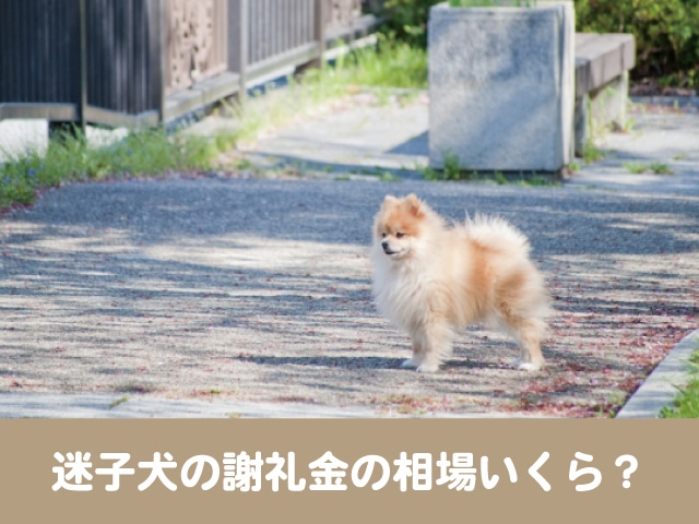 迷子犬に謝礼は必要 保護主へ経費分の現金支払は必要 今週のペルル店長