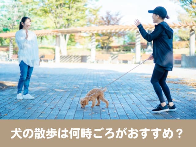 犬の散歩で夏は何時ごろがおすすめ 冬で時間帯や距離は変わる 今週のペルル店長