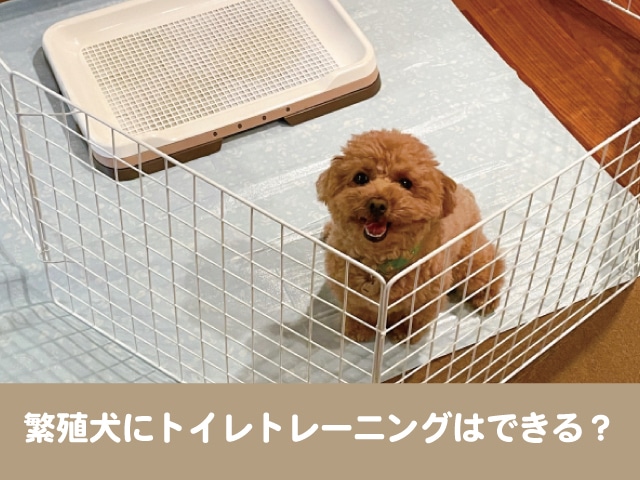 繁殖犬にトイレトレーニングはできる 成犬が成功するのはどれくらいかかる 今週のペルル店長