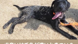 犬を飼うとゴキブリが居なくなる 犬が大丈夫な駆除方法も紹介 今週のペルル店長