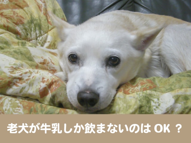 老犬が牛乳しか飲まないのはok 水飲まないときの水分補給どうする 今週のペルル店長