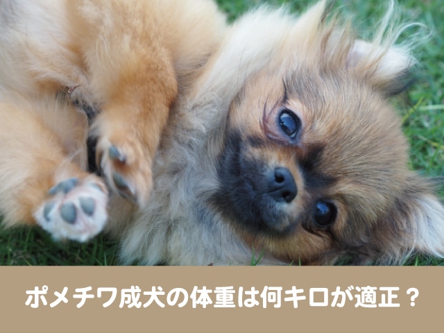 ポメチワ成犬の体重は何キロが適正 月齢ごとの体重推移や肥満の予防法も紹介 今週のペルル店長