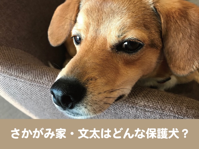 さかがみ家の文太はどんな保護犬 犬種や生い立ちと保護ハウスの譲渡サイトを紹介 坂上どうぶつ王国 今週のペルル店長