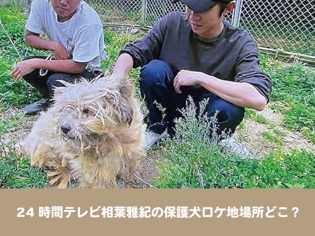 24時間テレビ45相葉雅紀の保護犬ロケ地場所どこ 沖縄サラ 放置犬50匹が暮らす宮古島を調査 今週のペルル店長