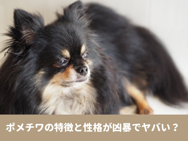 ポメチワの特徴と性格が狂暴でヤバい 賢い飼いやすい初心者向け犬種か実際に飼った感想紹介 今週のペルル店長