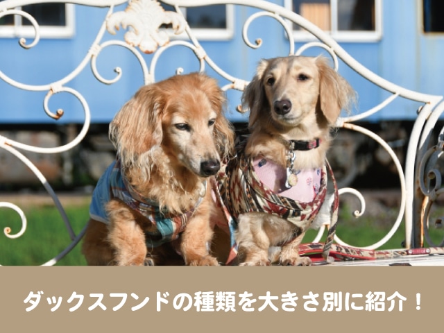 ダックスフンドの種類を大きさ別に紹介 成犬の体重と値段相場を比較してみた 今週のペルル店長